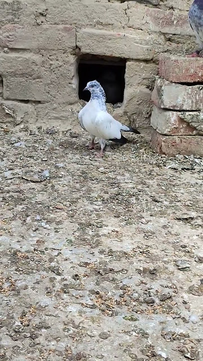 kata kas pattha(2)