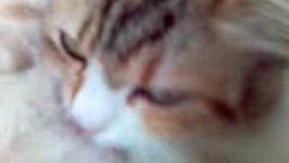 Cupka Sisa Sisu, Ali Svoju