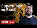 Candida auris: o que se sabe sobre o 1º caso suspeito no Brasil de fungo fatal