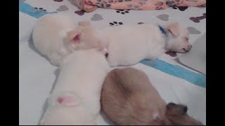 Precious Paws of Florida - Jacksonville FL - Chihuahua Puppy Livestream