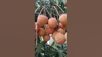 Lạc vào vườn Vải Lục Ngạn, Bắc Giang