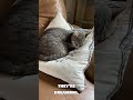 Do Cats Dream? What Twitchy Paws and Meows Really Mean #catlovers #catsleep #catsleeping #cats