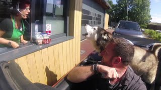 Drive Thru Lady Speaks Husky! Can't Believe She Understood Him!