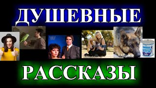 ДУШЕВНЫЕ  РАССКАЗЫ❤️ПРИМИРЕНИЕ❤️ГОЛОС СТРУН❤️РЕАБИЛИТАЦИЯ❤️НАДОЕДЛИВЫЙ СОСЕД @TEFI РАССКАЗЫ