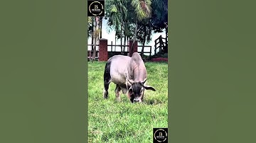 Sapi simental x brahman #cow #sapimakan #sapigemuk #sapi