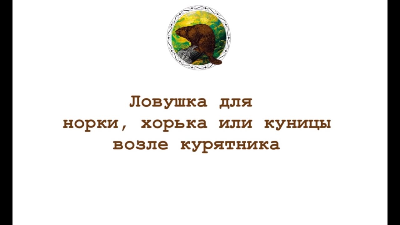 Как поймать хоря, норку или куницу в курятнике?