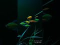 Glo fish  glowfish aqurium fish aquascape fishtank aquariumhobby 1morefish onemorefish