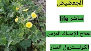 شاهد الجعضيض - جلاوين مباشر و life على الطبيعة لعلاج الإمساك المزمن والكوليسترول في الدم #shorts