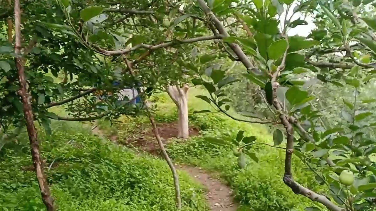 Apple trees N apples in Mid summer 