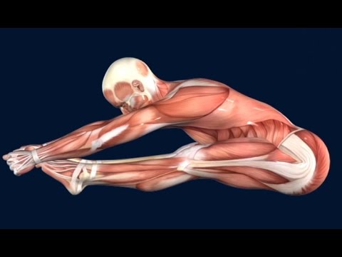 How to Pike Jump Muscle Anatomy EasyFlexibility stretching beneficios