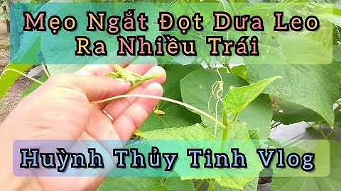 mẹo ngắt đọt dưa leo ra nhiều trái | vườn nhà tôi vlog