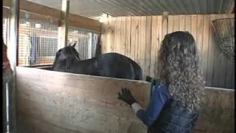 Stacy Halter Breaks a Yearling Part 1 of 4: Asking for the First Turn