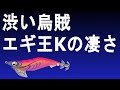 エギング【スレ気味、乗せれないイカをエギ王Kで狙う】エギング　アオリイカ　2020　2月