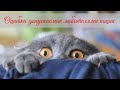 Ошибки, допускаемые любителями кошек  Mistakes made by cat lovers