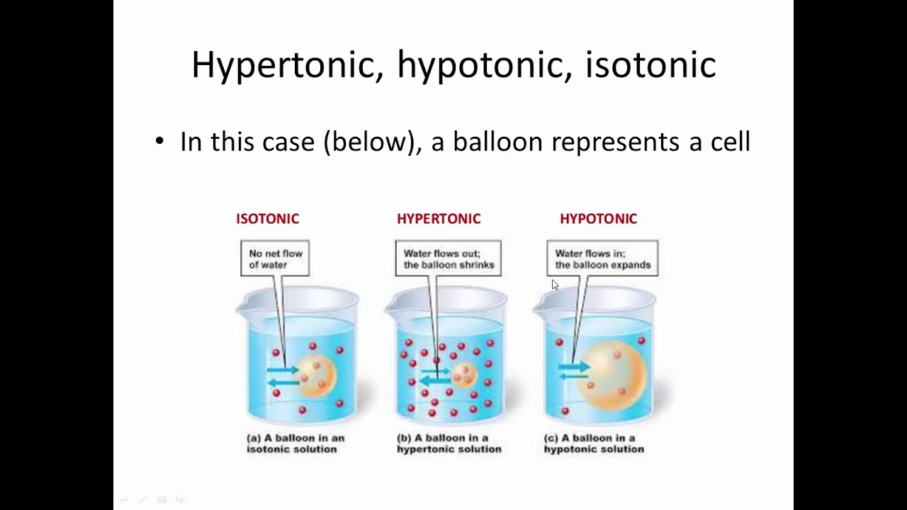 BNG312 Fluid Transport lecture