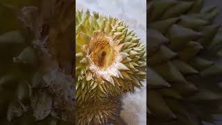 Durian qu dimakan tupai guys 😢😢😢