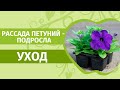 Рассада петуний и дельфиниумов | Выращиваем водопады из цветов