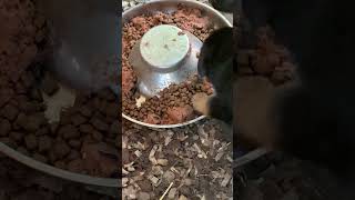 Cute German shepherd puppies on the ground #boots #cute #puppy #love #viralvideo #german