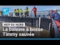 La baleine à bosse Timmy sauvée et relâchée en mer du Nord • FRANCE 24