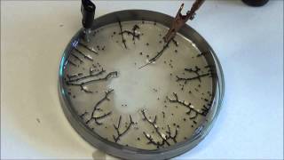 Self-Assembling Wires by Stanford Complexity Group 3,291,184 views 9 years ago 4 minutes, 36 seconds