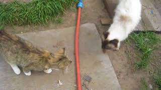 Ползаем по участку, коты не идут гулять! Ползаем по участку, коты не идут гулять!