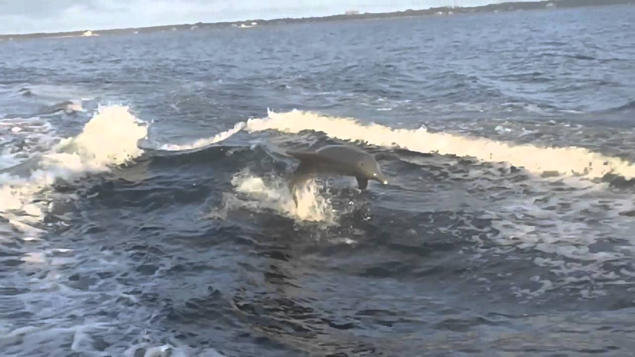 Gulf Shores AlabamaDolphin CruiseMay 4 2012 YouTube