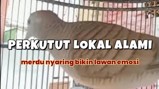 PERKUTUT LOKAL ALAMI MERDU NYARING BIKIN PERKUTUT LAIN IKUT BUNYI