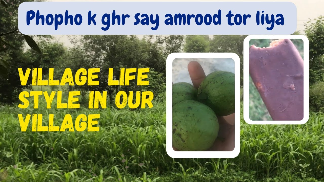 Phopho k ghr say amrood toor liya || Torai recipe ||  simple village life