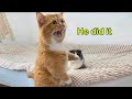 When these cats speak english better than hooman 