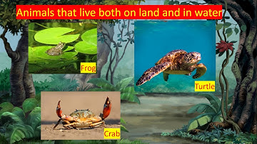 EVS CLASS 1 LESSON 15 SESSION 2: ANIMALS(CONTINUED)