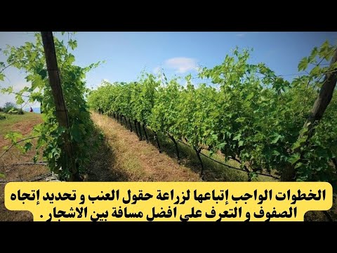 فيديو: هل تزرع التربة في صفوف؟