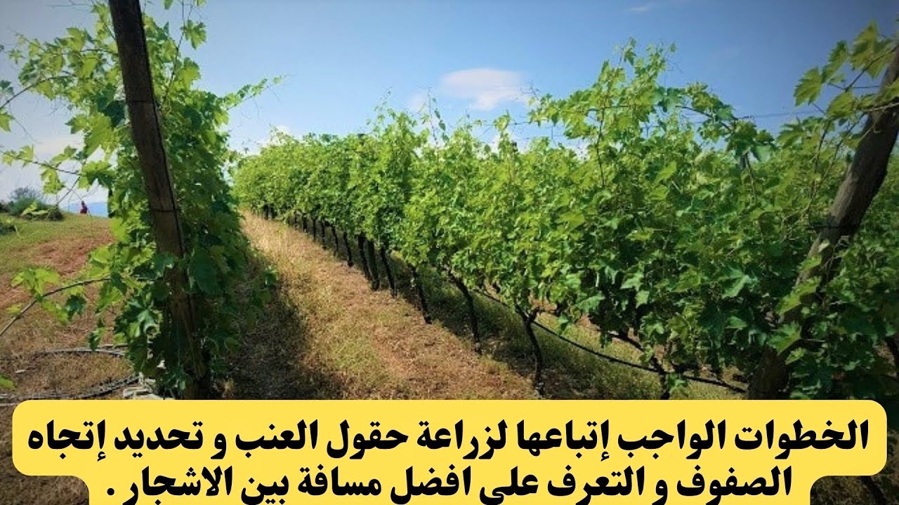 الخطوات الواجب إتباعها لزراعة حقول العنب و تحديد إتجاه الصفوف و التعرف على افضل مسافة بين الاشجار .