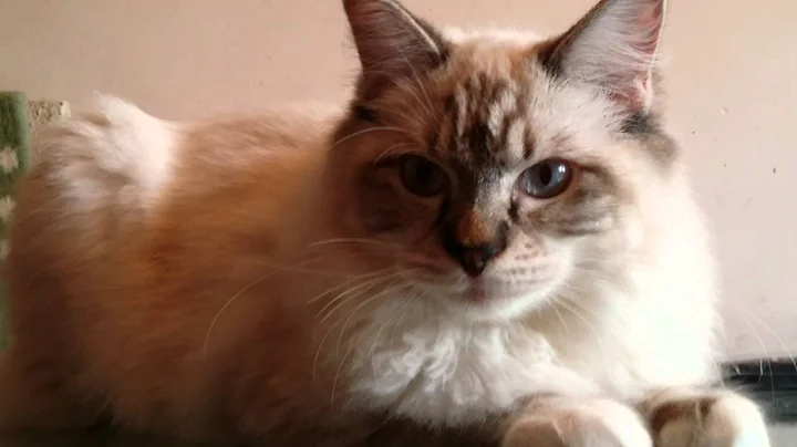 Watch the video about Hello kitty seal lynx boy, Tina Tiger Ragdoll