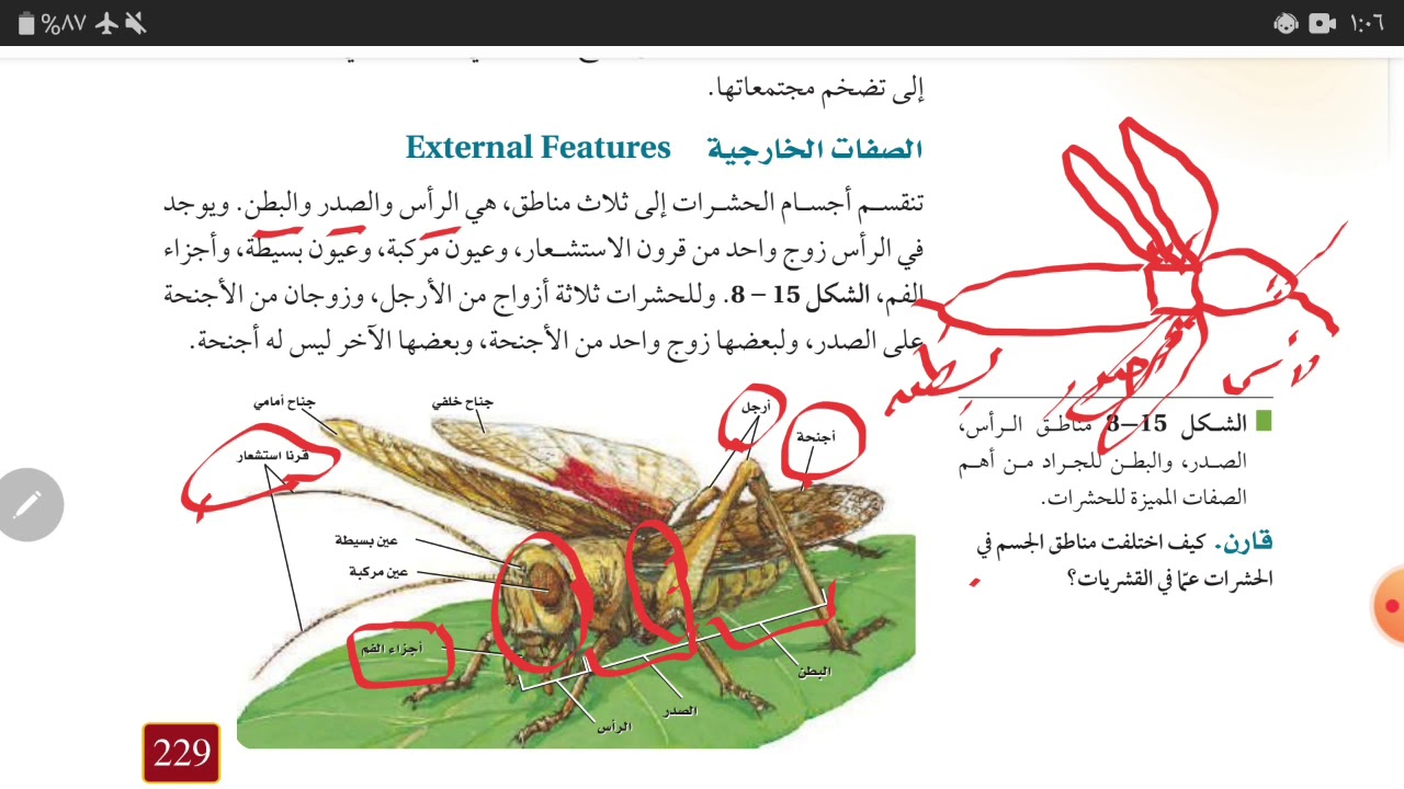 للحشرات 3أزواج من الأرجل وزوج واحد من قرون الإستشعار