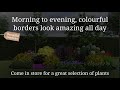 Morning to Evening Borders