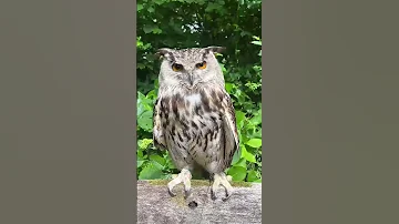 Locatable Owl Owls Owllovers Birds Nature Shorts 