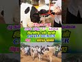 சிந்தாமணி முதல் ஈத்து 20+ கறவை இரண்டு பல் தான் #tn24_sakthi_vlogs #பிரபு