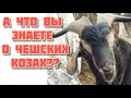 Чешские бурые козы описание породы