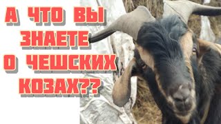 Чешские бурые козы описание породы