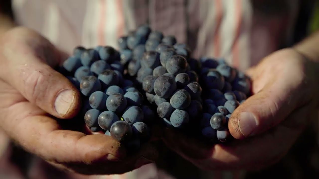 Ownership in the Wine Industry