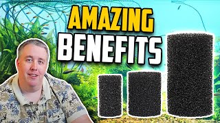 Why Using a PreFilter Sponge is Vital for Your Aquarium