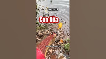 Deze schildpad durft te vechten voor zijn vis #polefishing #teocauca