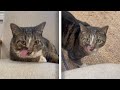 Rescue Cat Survives Facial Injury And Now Has Happy Life