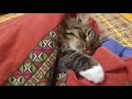 Смешной кот спит с мышкой) Funny cat with mouse