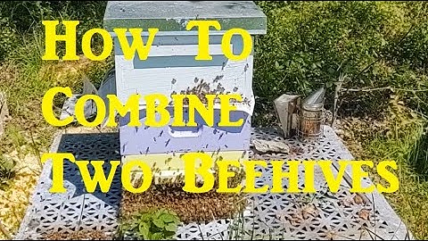 🔵 Newspaper Combining Two Beehives Into One