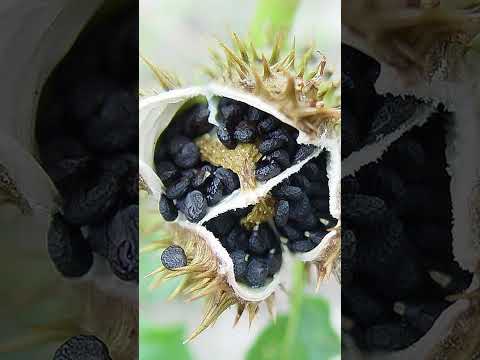 Video: Datura – sātana zieds