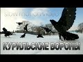 Курильские вороны в борьбе за еду | остров Итуруп