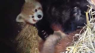 Red Panda Cubs At Paradise | Zooborns