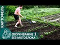 🌿 1-е окучивание картофеля с подкормкой навозом и золой по методу Гордеевых