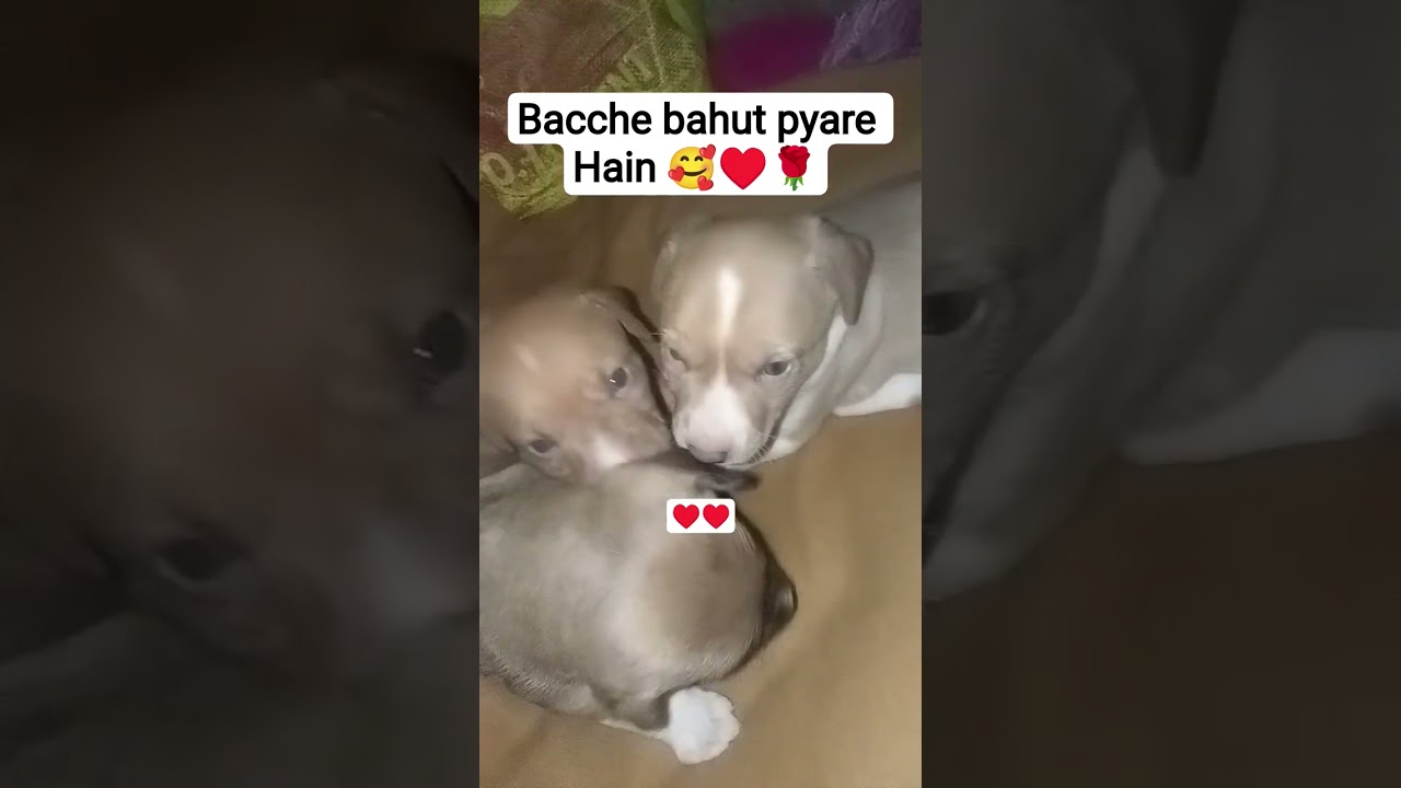 street dog daily feeding hum to Insan Hain inki help karni chahiye 🐕❤️🐕🙏
